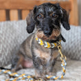 Load image into Gallery viewer, Leder Hundehalsband Golden Mist in Grau und warmen Gelbtönen – handgemacht von LucyLu Design®