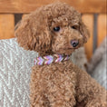 Bild in Galerie-Betrachter laden, Leder-Set „Velvet“ – Hundehalsband & Hundeleine