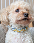 Load image into Gallery viewer, Calma Golden Mist Hundehalsband aus geflochtenem Paracord in Dunkelgrau und Curry – handgemachtes Halsband in herbstlicher Farbkombination.