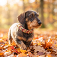 Load image into Gallery viewer, Leder Hundehalsband Rust in warmen erdigen Herbsttönen – handgemacht von LucyLu Design®