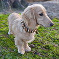 Bild in Galerie-Betrachter laden, Leder Hundehalsband „Loam“ – handgemacht & naturverbunden