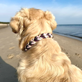 Bild in Galerie-Betrachter laden, Daily Deluxe Halsband – geflochtenes BioThane® Hundehalsband, individuell konfigurierbar in Größe, Breite & Farbe