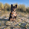 Bild in Galerie-Betrachter laden, BioThane Hundehalsband, geflochtenes Hundehalsband, wasserfestes Hundehalsband, handgemachtes Hundehalsband, Calma Kollektion