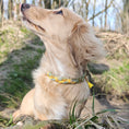 Bild in Galerie-Betrachter laden, Calma Bright Hundehalsband mit geflochtenem Detail aus Paracord in Grün und Gelb