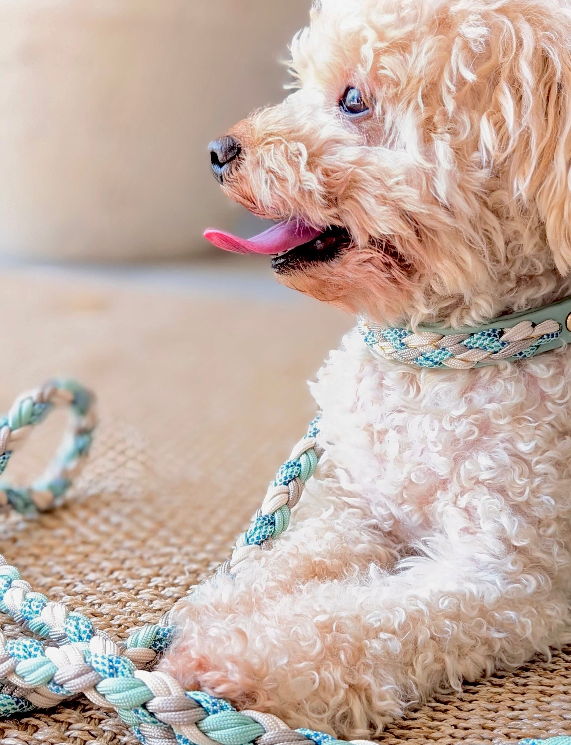 Calma Sea Glass Hundehalsband aus geflochtenem Paracord in Salbeigrün und Taupe, handgemacht und passend zur Calma Leine Sea Glass.