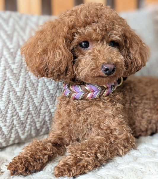 Leder Hundehalsband „Velvet“ – handgemacht & stilvoll