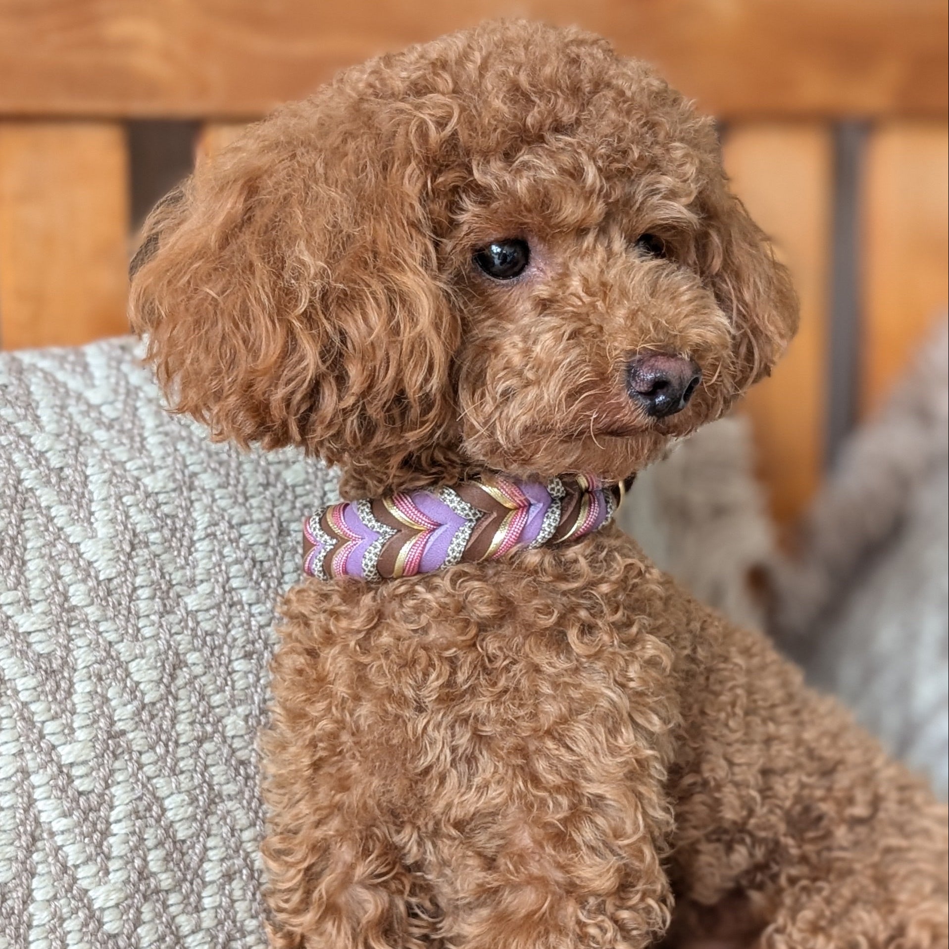 Set de cuero «Peanut» – Collar y correa para perros
