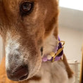 Bild in Galerie-Betrachter laden, Hundehalsband, Biothane Hundeleine, Lederleine, lucylu design

