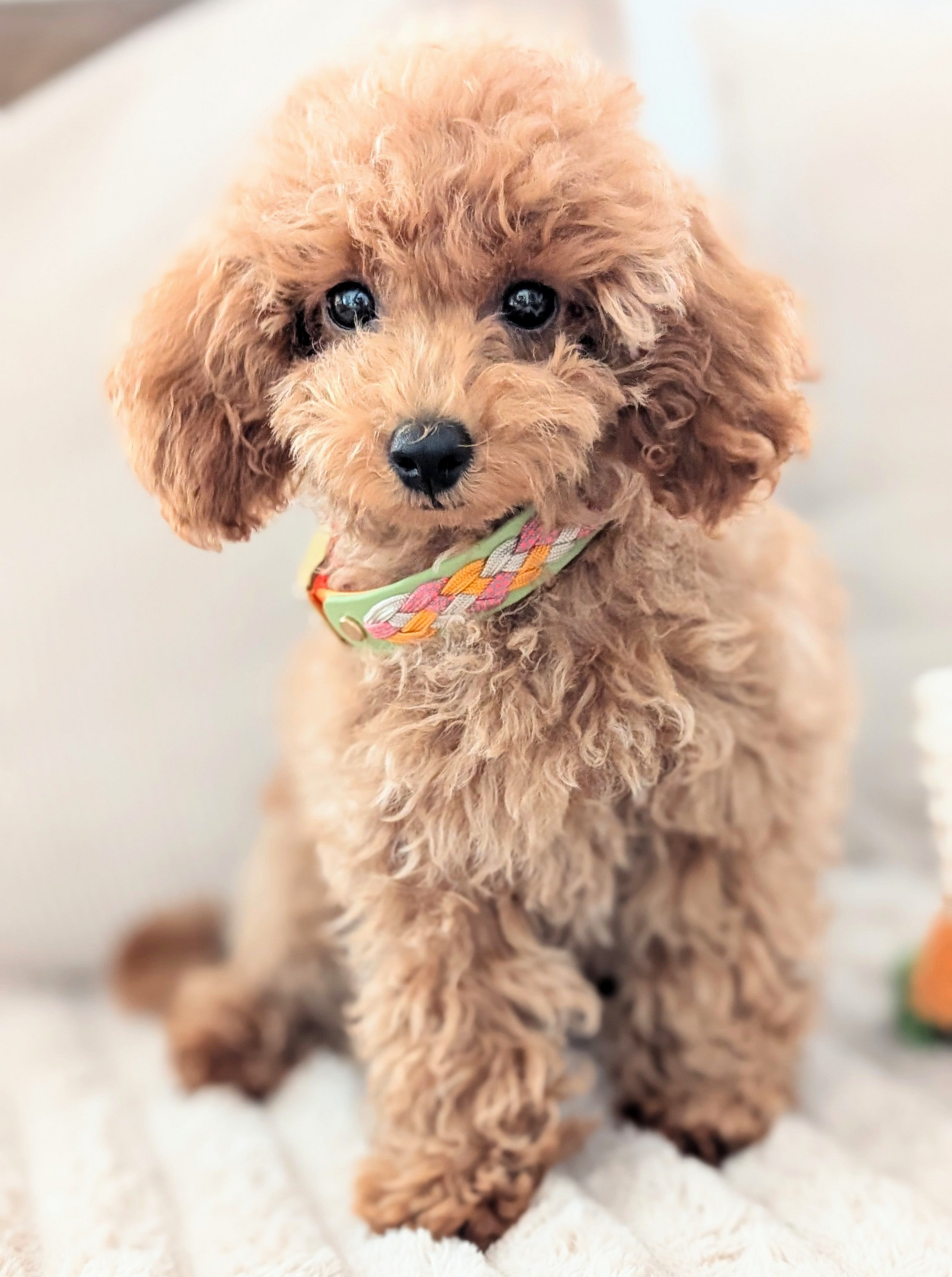 BioThane Hundehalsband, Hundehalsband geflochten, wasserfestes Hundehalsband, handgemachtes Hundehalsband, Calma Kollektion

