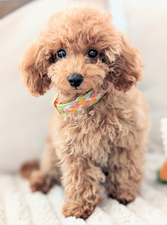 BioThane Hundehalsband, Hundehalsband geflochten, wasserfestes Hundehalsband, handgemachtes Hundehalsband, Calma Kollektion
