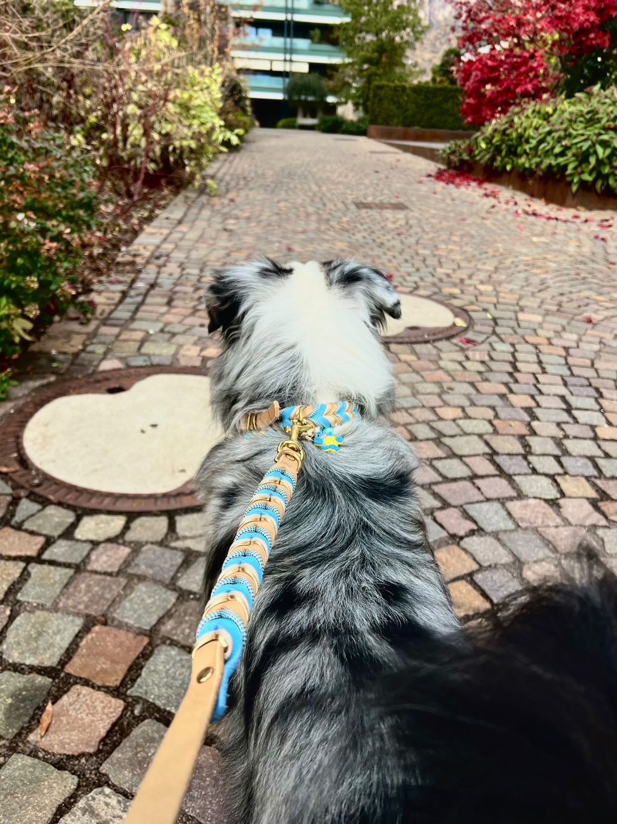 Hundeleinen-Set, Hundehalsband-Set, Leder-Set Ocean Dust