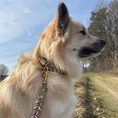 Bild in Galerie-Betrachter laden, BioThane® Halsband Branch – wasserfest & robust
