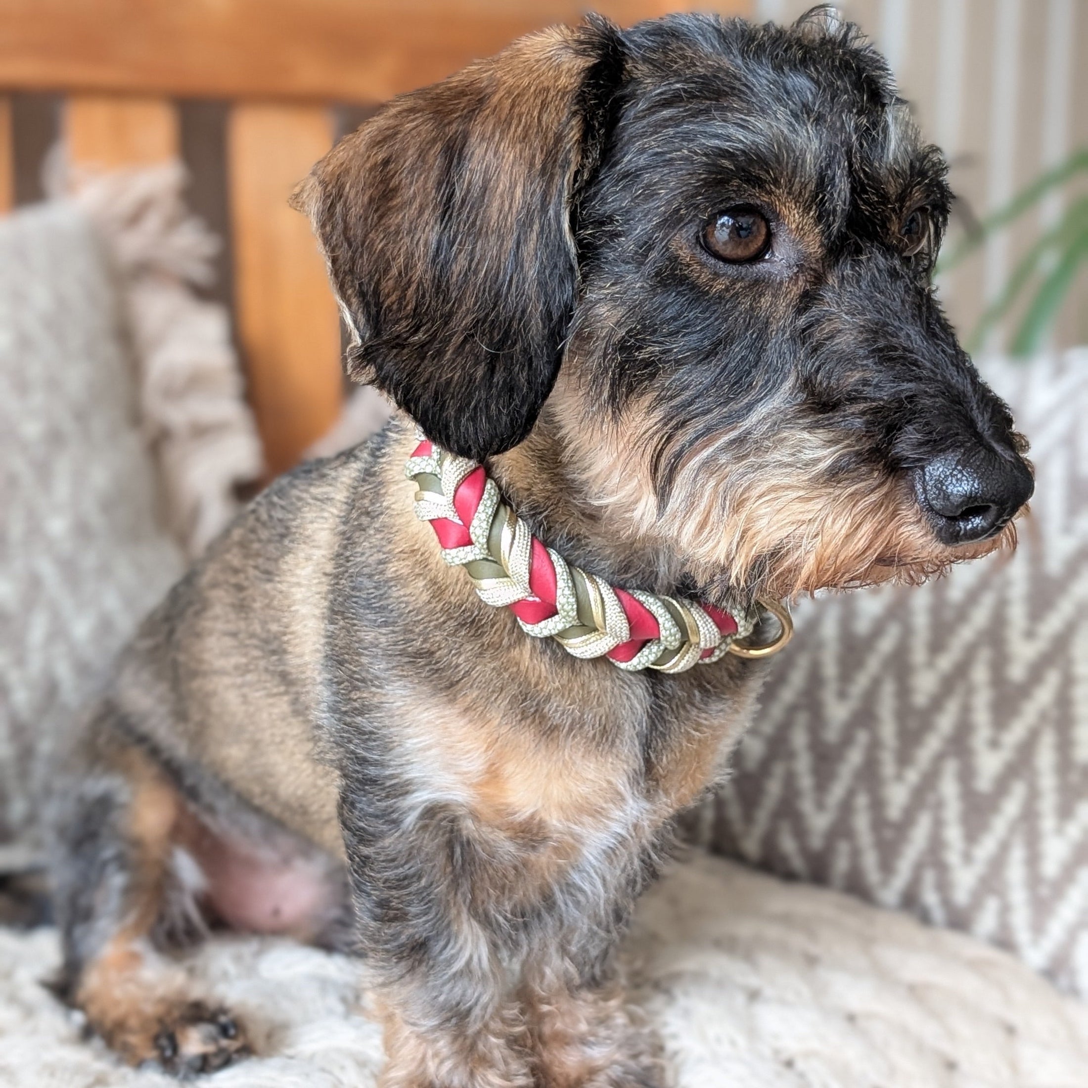 BioThane® Collar Blush 2.0 – Soft Color