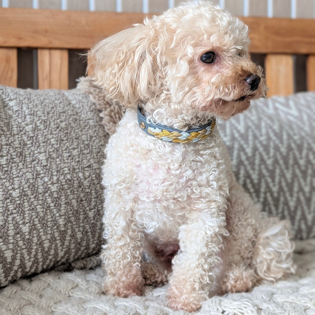 Calma Golden Mist Hundehalsband aus geflochtenem Paracord in Dunkelgrau und Curry – handgemachtes Halsband in herbstlicher Farbkombination.