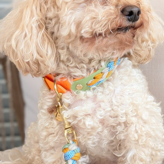 BioThane Hundehalsband, geflochtenes Hundehalsband, wasserfestes Hundehalsband, handgemachtes Hundehalsband, Calma Kollektion