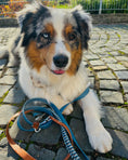 Bild in Galerie-Betrachter laden, Hundeleine, hangemacht, Leine, BioThane, Hunde, LucyLuDesign
