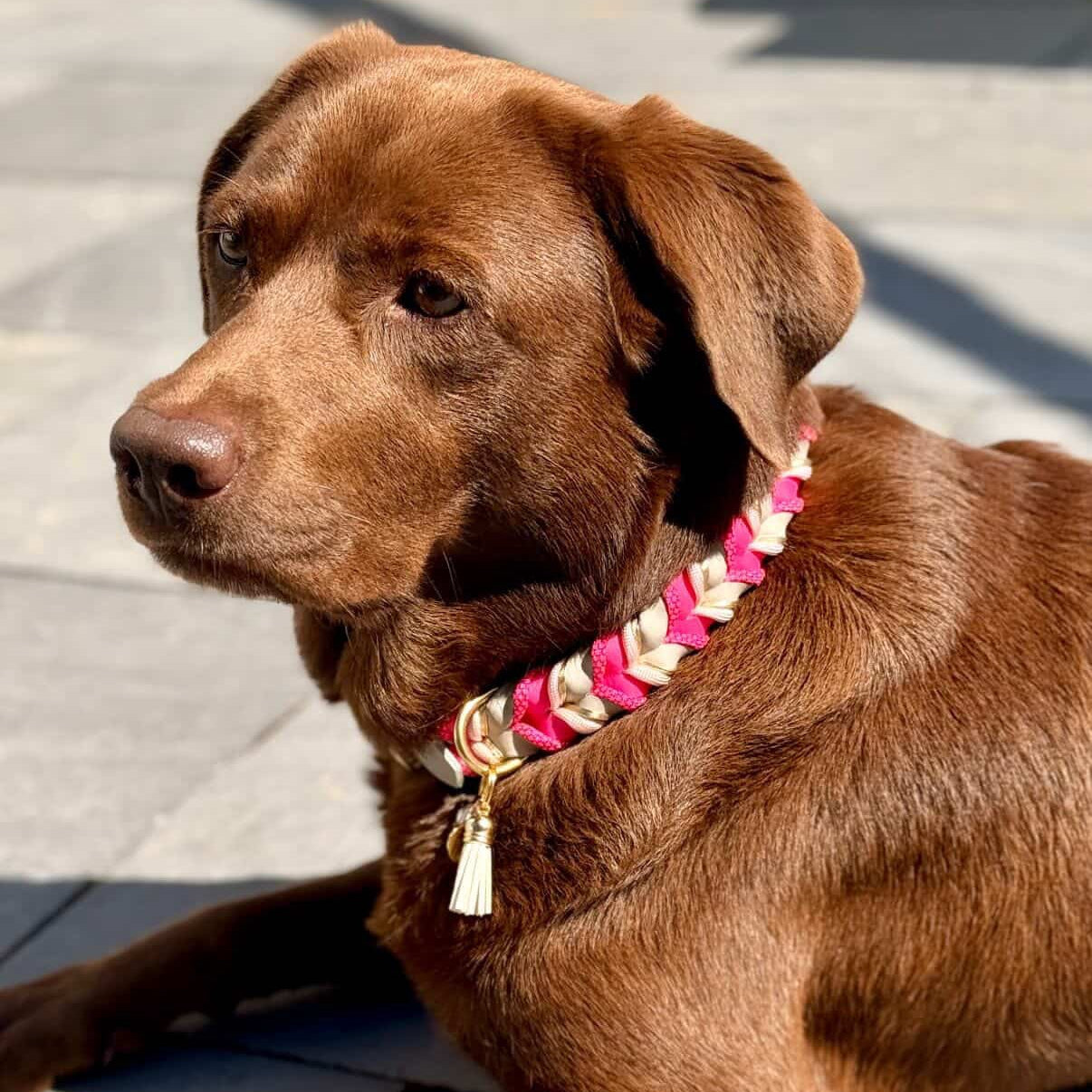 BioThane Halsband Mila – Taupe & Pink Diamonds, wasserfest & robust