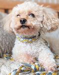 Bild in Galerie-Betrachter laden, Calma Golden Mist Hundehalsband aus geflochtenem Paracord in Dunkelgrau und Curry – handgemachtes Halsband in herbstlicher Farbkombination.
