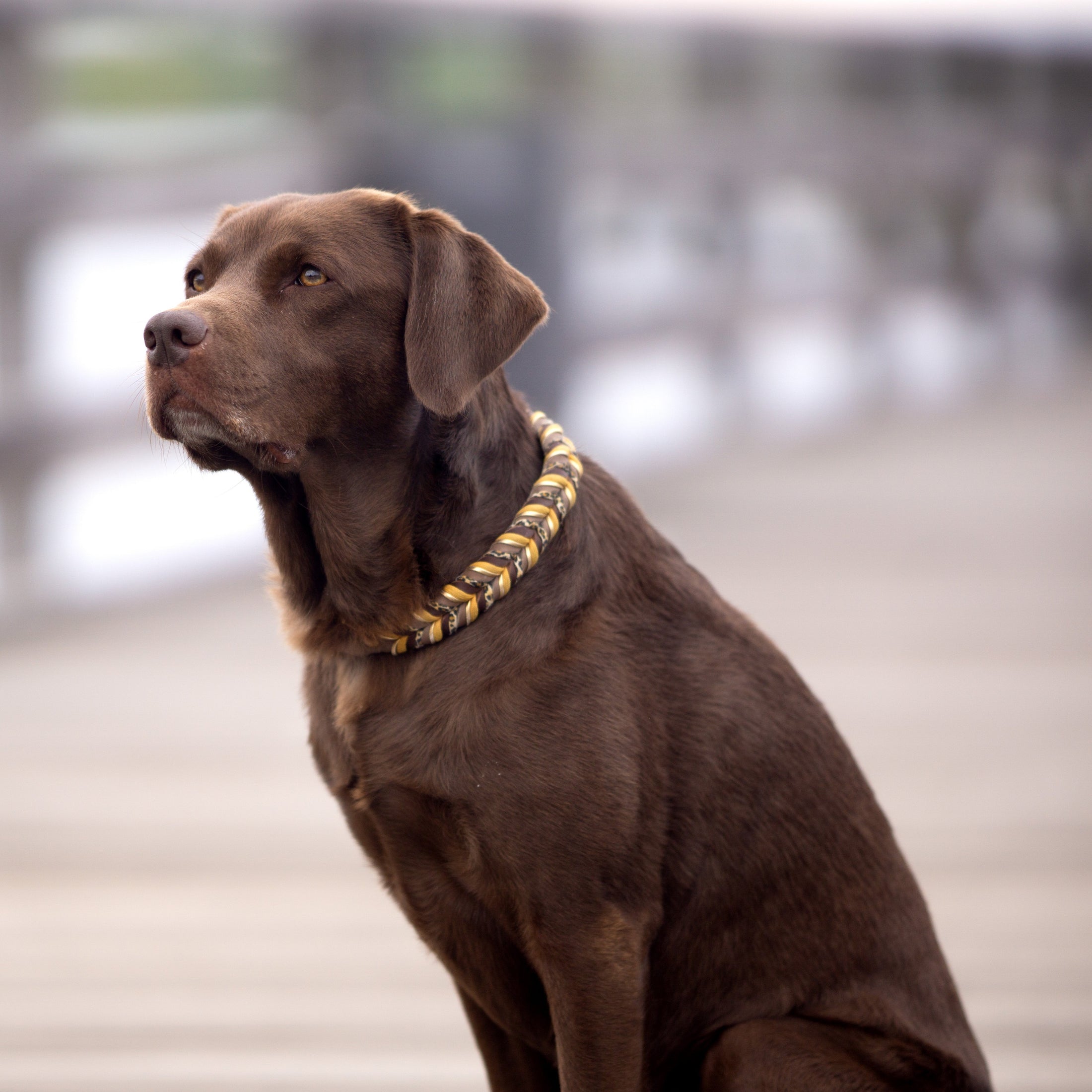 Lederhalsband, Hundehalsband, handgemacht; Set