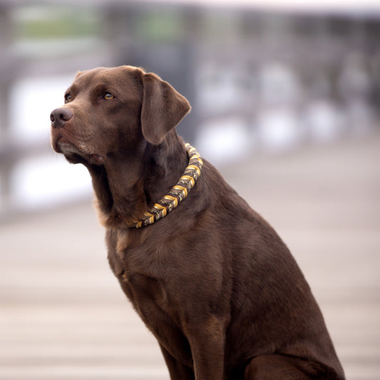 Lederhalsband, Hundehalsband, handgemacht; Set