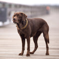 Bild in Galerie-Betrachter laden, Lederhalsband, Hundehalsband, handgemacht; Set
