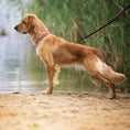 Bild in Galerie-Betrachter laden, Leder-Hundehalsband, Halsband, handgemacht, Set
