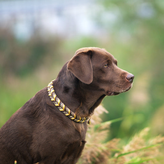 Lederhalsband, Hundehalsband, handgemacht; Set