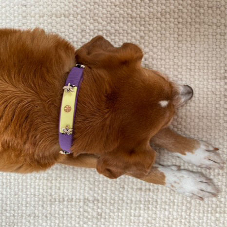 Hundehalsband, Biothane Hundeleine, Lederleine, lucylu design