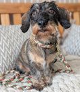 Cargar la imagen en la vista de la galería, Calma Rust Hundehalsband aus geflochtenem Paracord in Rost, Beige und Grün – handgemachtes Halsband in warmen Herbstfarben.
