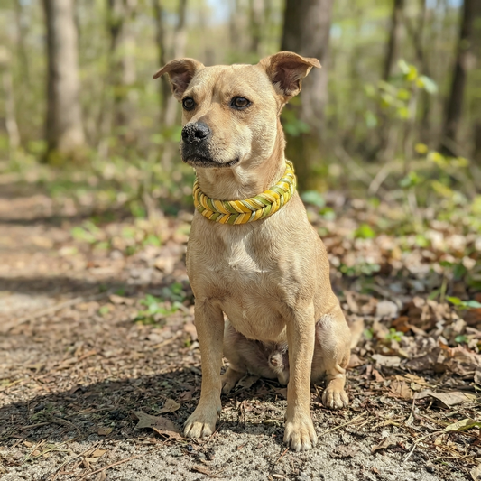 Leder Hundehalsband Bright aus Leder in frischer Frühlingsfarbwelt – handgemacht von LucyLu Design®