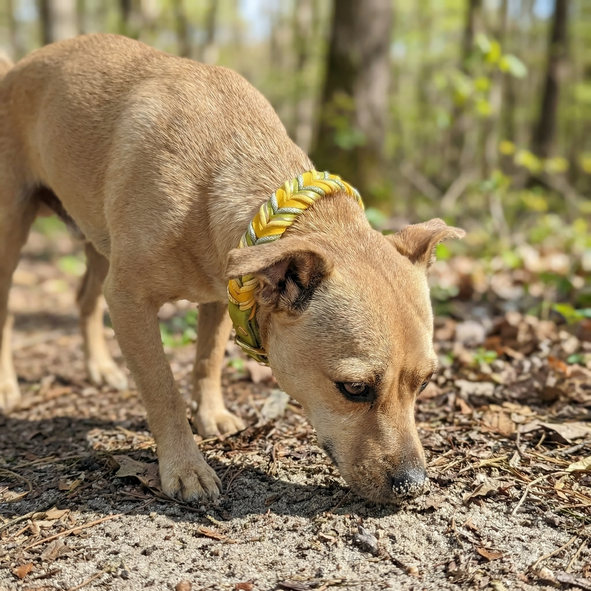 Leder Hundehalsband Bright aus Leder in frischer Frühlingsfarbwelt – handgemacht von LucyLu Design®