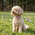 Bild in Galerie-Betrachter laden, Leder Hundehalsband Blush aus Leder in sanfter Frühlingsfarbwelt – handgemacht von LucyLu Design®
