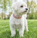 Bild in Galerie-Betrachter laden, BioThane® Set Bloom 2.0 – Halsband & Leine im Frühlingslook
