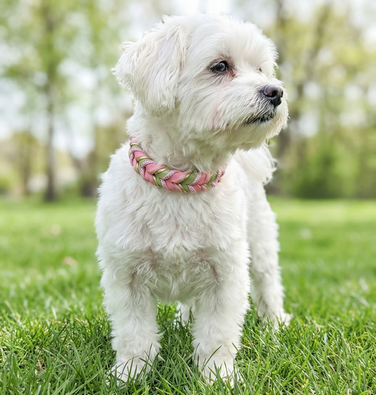 BioThane® Set Bloom 2.0 – Halsband & Leine im Frühlingslook