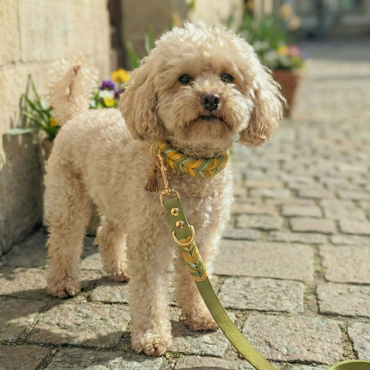 Leder-Set Bright – Leder Hundehalsband und Leder Hundeleine im frischen Frühlingsdesign – handgemacht von LucyLu Design®