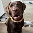 Bild in Galerie-Betrachter laden, BioThane Halsband Peanut 2.0 – natürlicher Look
