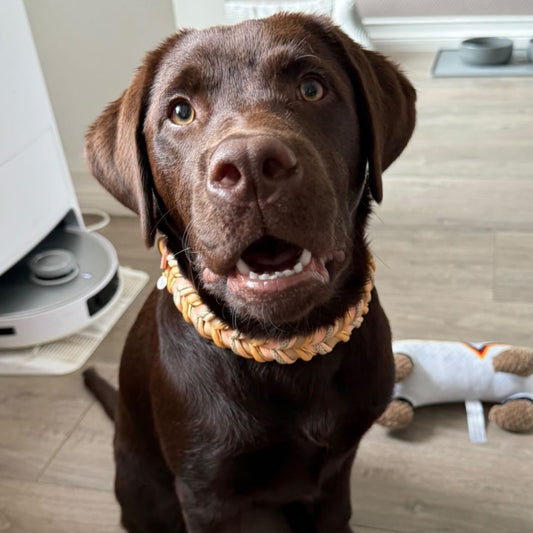 BioThane Halsband Peanut 2.0 – natürlicher Look