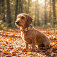 Bild in Galerie-Betrachter laden, Leder Hundehalsband „Golden Mist“ – handgemacht & modern
