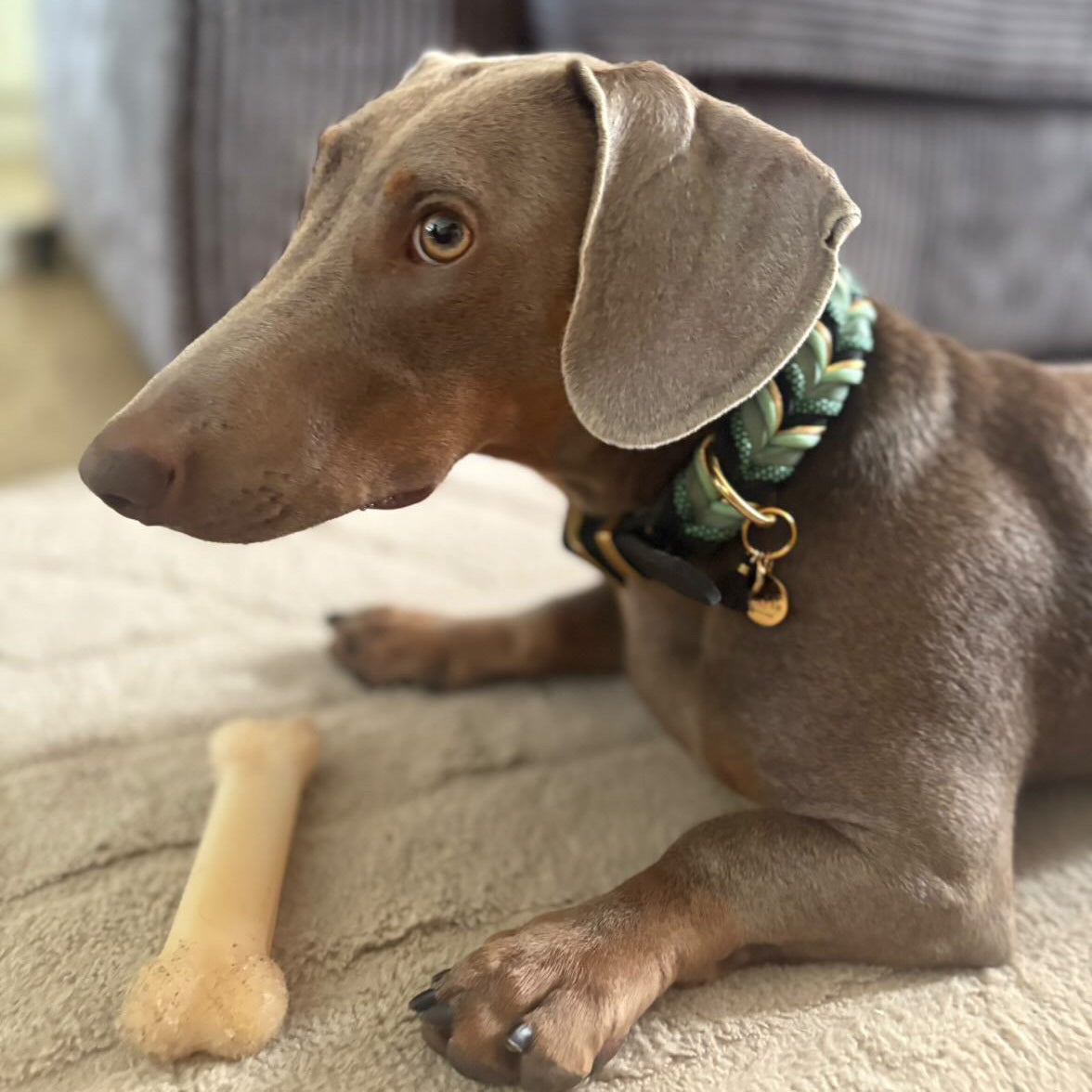 Halsband Hugo – edles Hundehalsband handmade