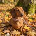Cargar la imagen en la vista de la galería, Set de cuero «Peanut» – Collar y correa para perros
