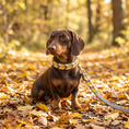 Load image into Gallery viewer, Leather set "Peanut" – Dog collar & dog leash
