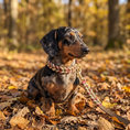 Load image into Gallery viewer, Leather set "Peanut" – Dog collar & dog leash
