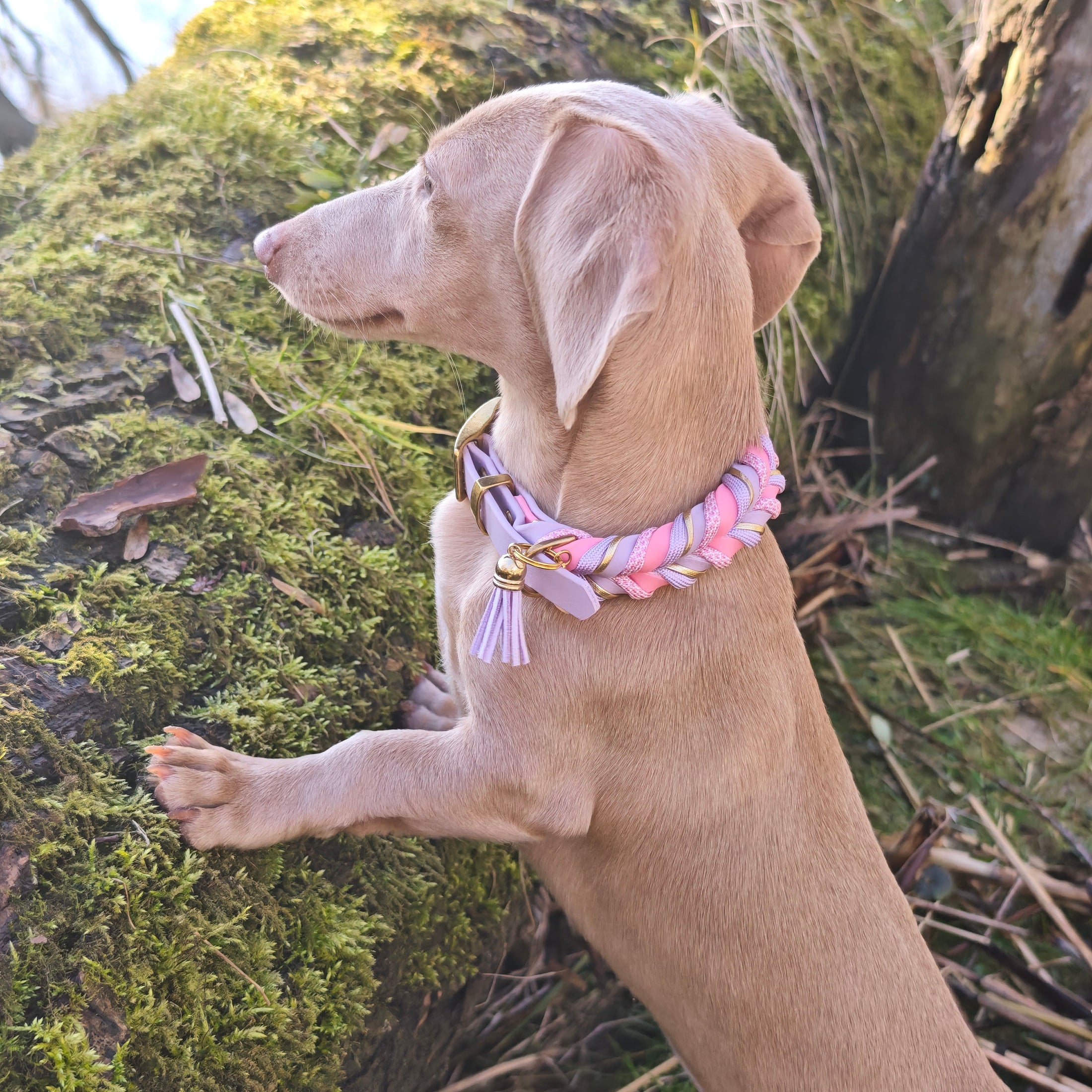 BioThane Halsband Blush 2.0 – zarte Frühlingsfarbe