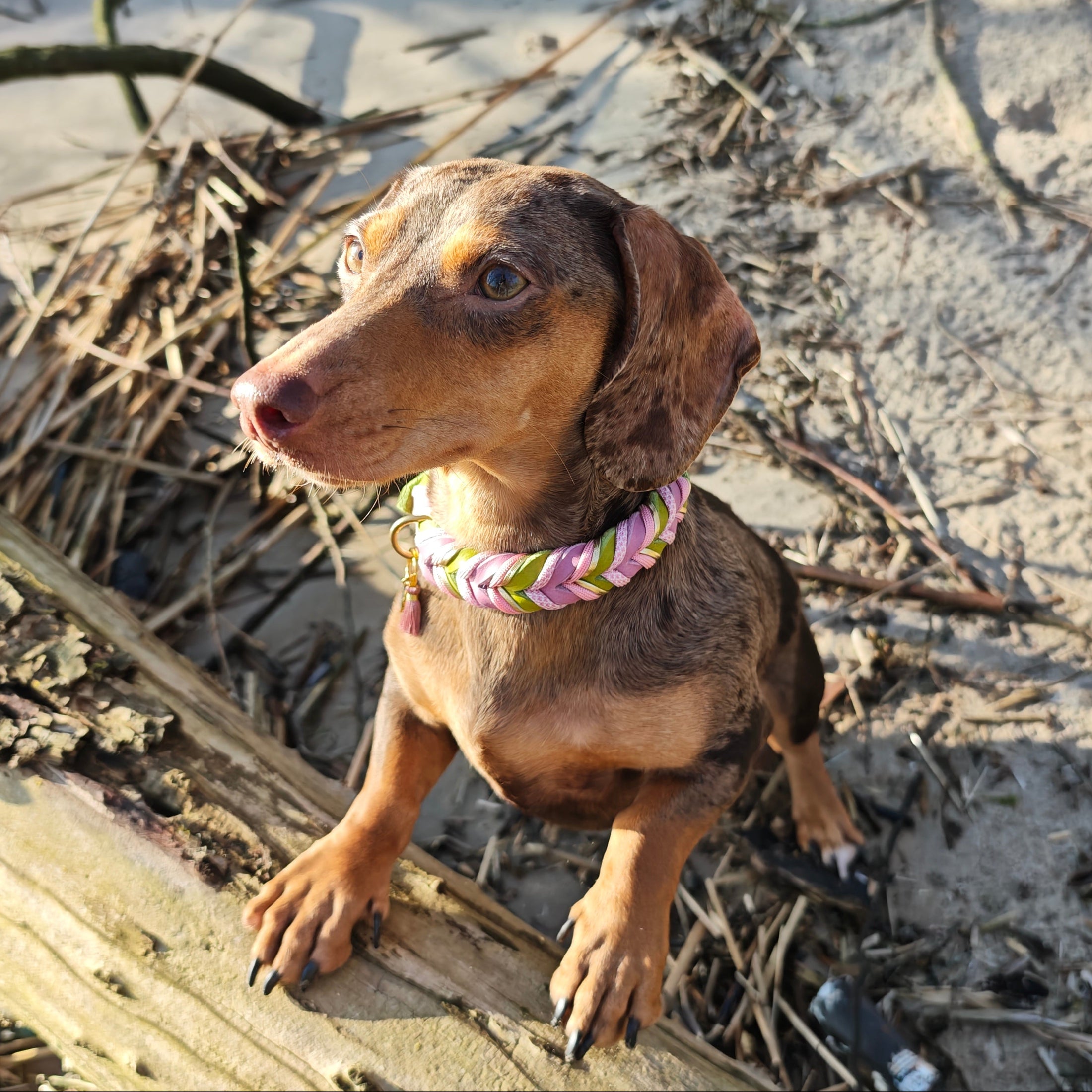 Leder Hundehalsband Bloom aus Leder in frischen Frühlingsfarben – handgemacht von LucyLu Design®