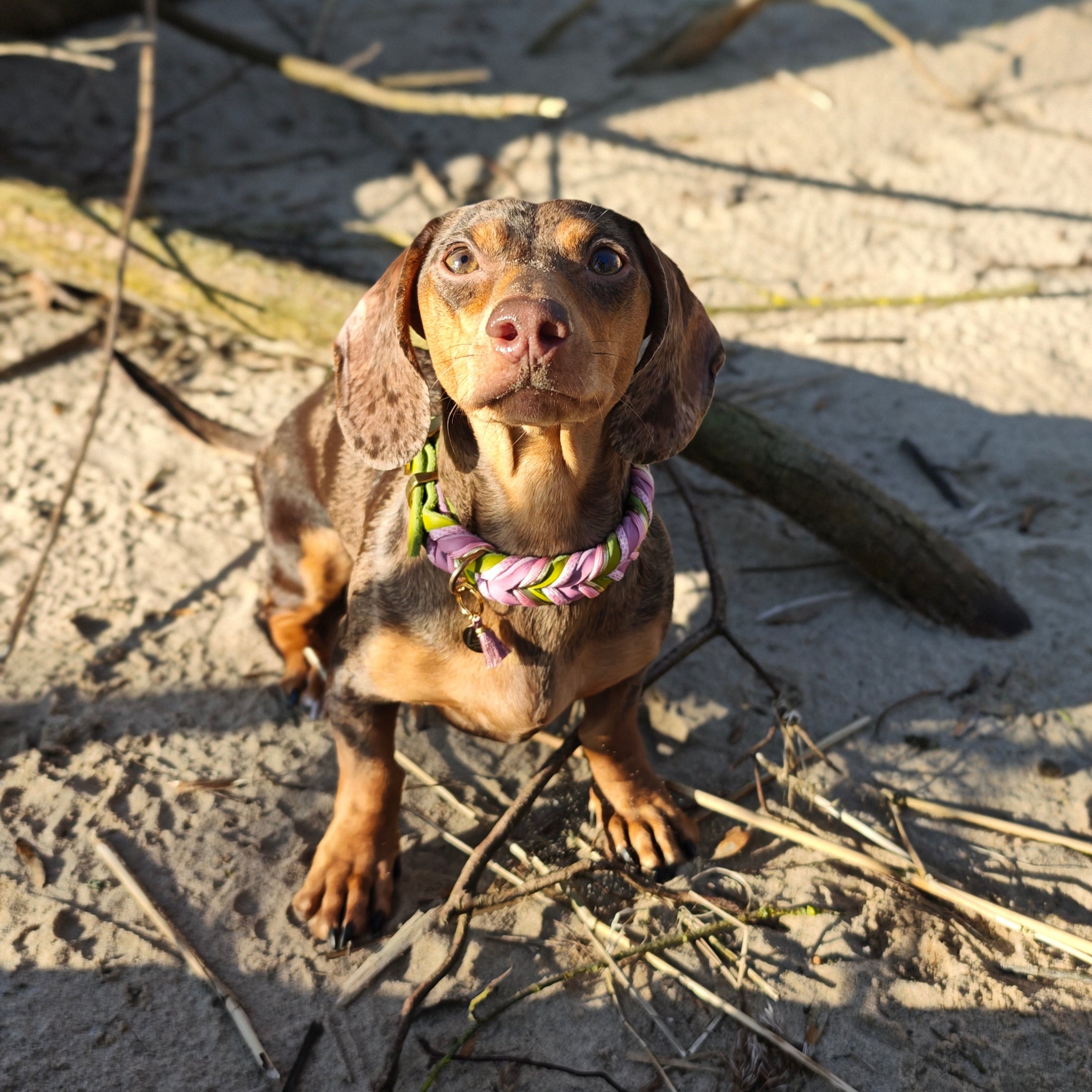 Leder Hundehalsband Bloom aus Leder in frischen Frühlingsfarben – handgemacht von LucyLu Design®