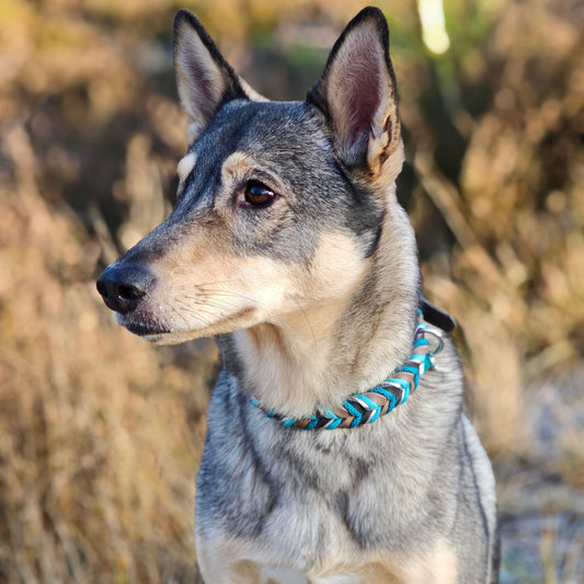 Leder Hundehalsband „Robin“ – handgemacht & klar im Design