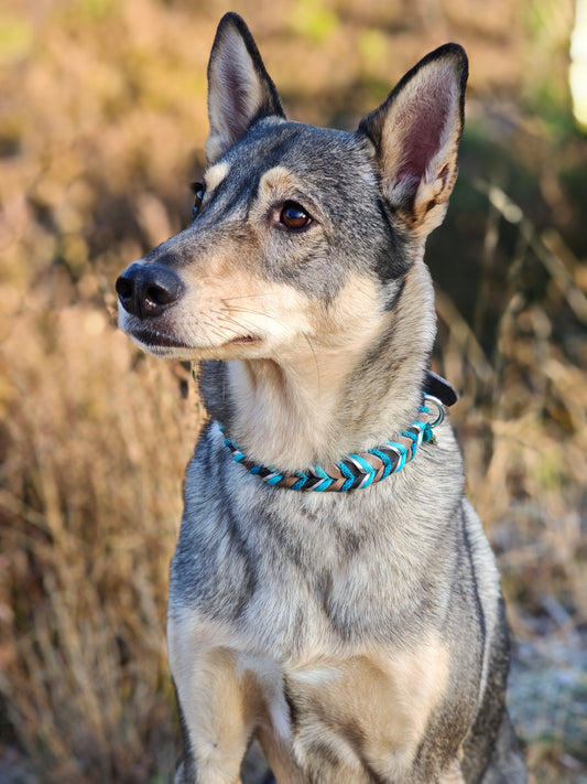 Leder-Set „Robin“ – Halsband & Leine in klarer Ästhetik