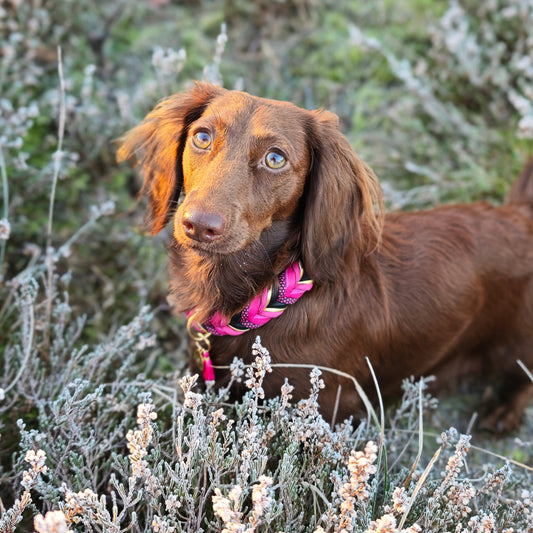 Leder Hundehalsband „Ruby“ – handgemacht & ausdrucksstark