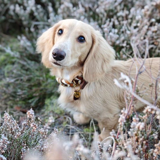 Leder-Set „Loam“ – Halsband & Leine in erdiger Harmonie