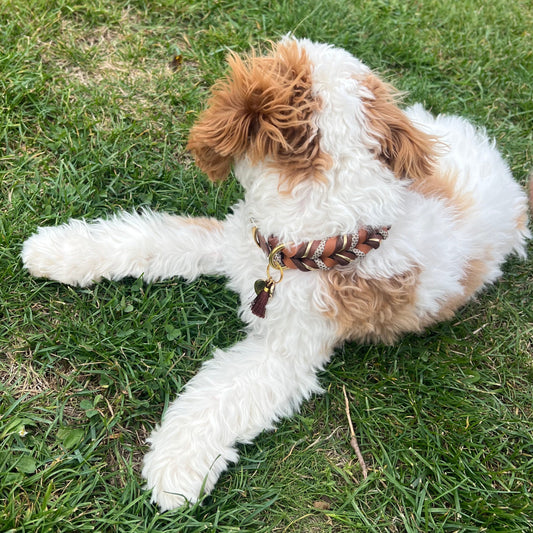 Daily Deluxe Halsband – geflochtenes BioThane® Hundehalsband, individuell konfigurierbar in Größe, Breite & Farbe
